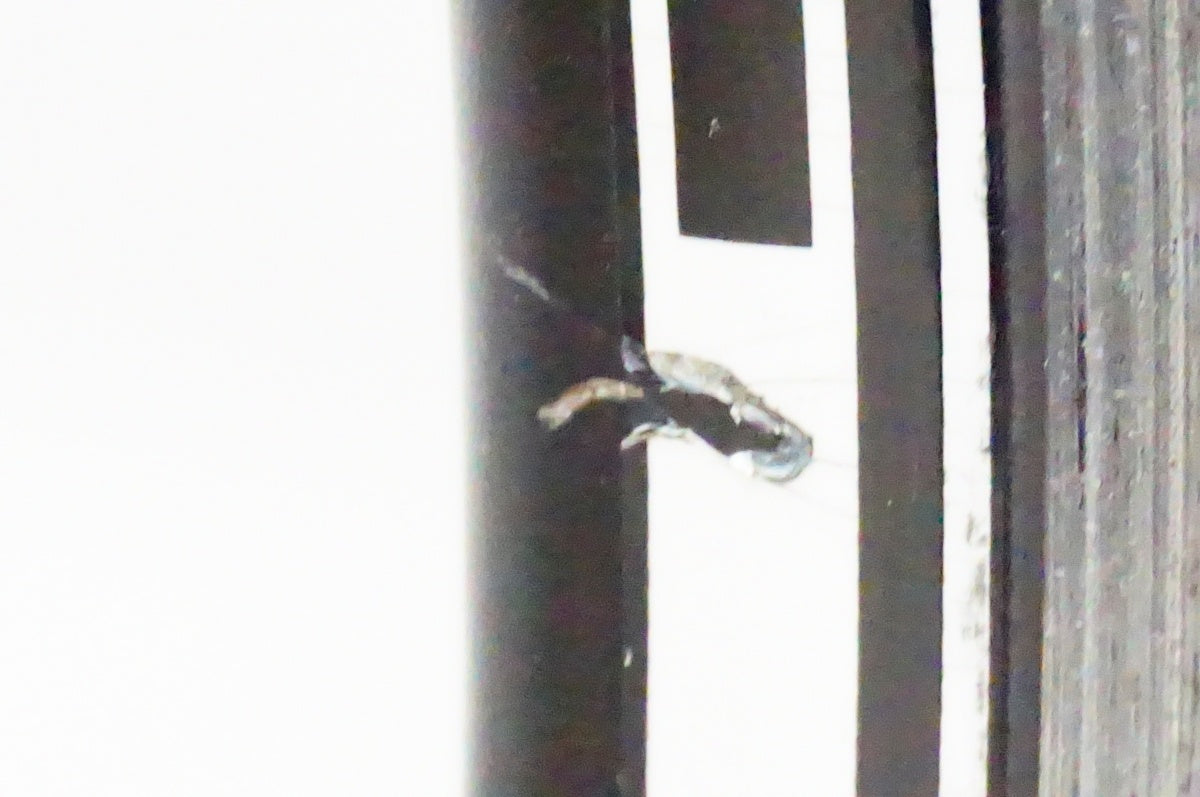 GIOS 「ジオス」 MISTRAL 2021年モデル クロスバイク / 名古屋大須店