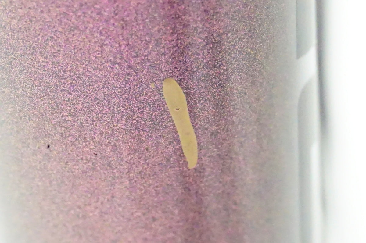 LAPIERRE 「ラピエール」 XELIUS SL 5.0 2022年モデル ロードバイク / 名古屋大須店