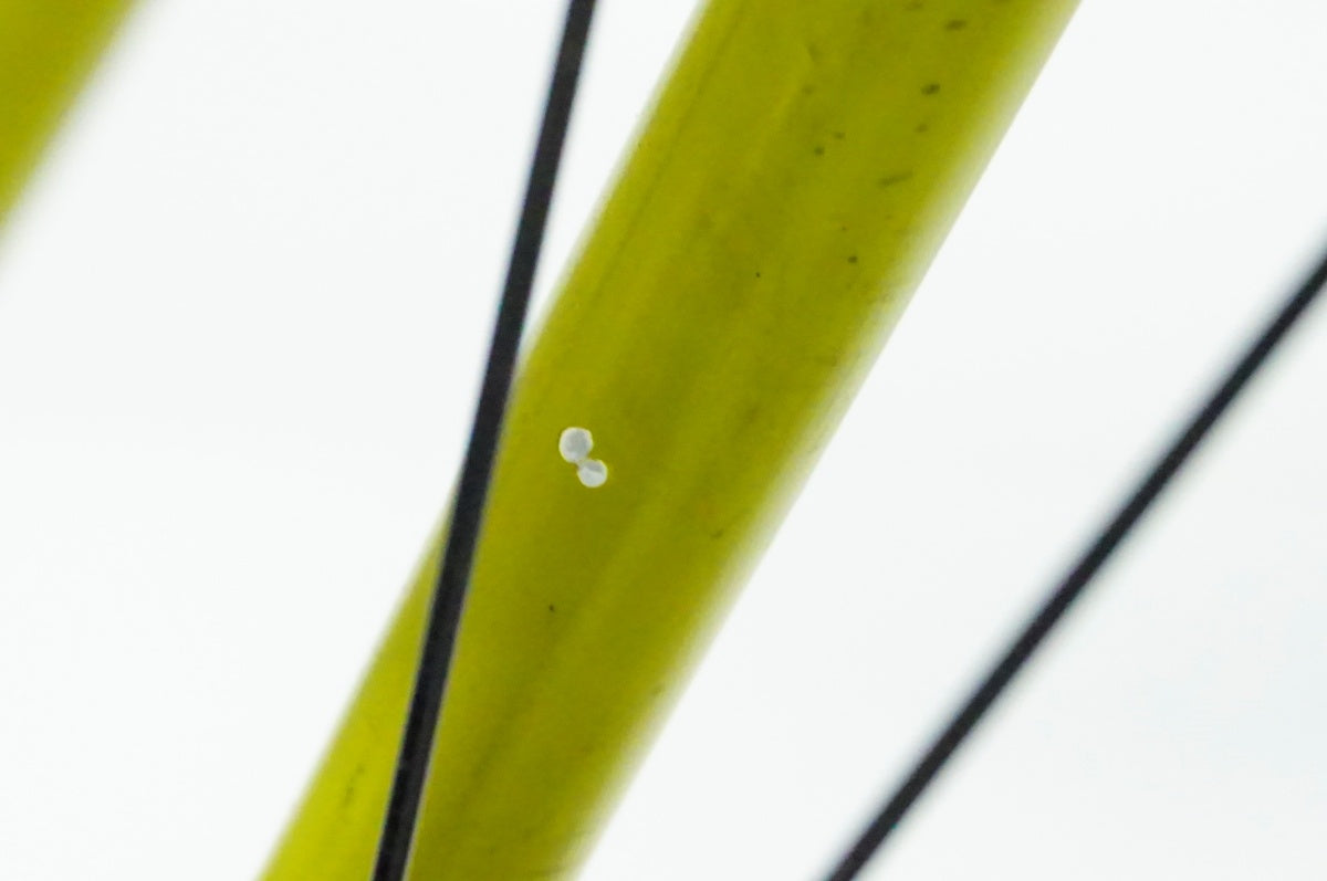 TERN 「ターン」 CREST 2022年モデル 20インチ ミニベロ / 名古屋大須店