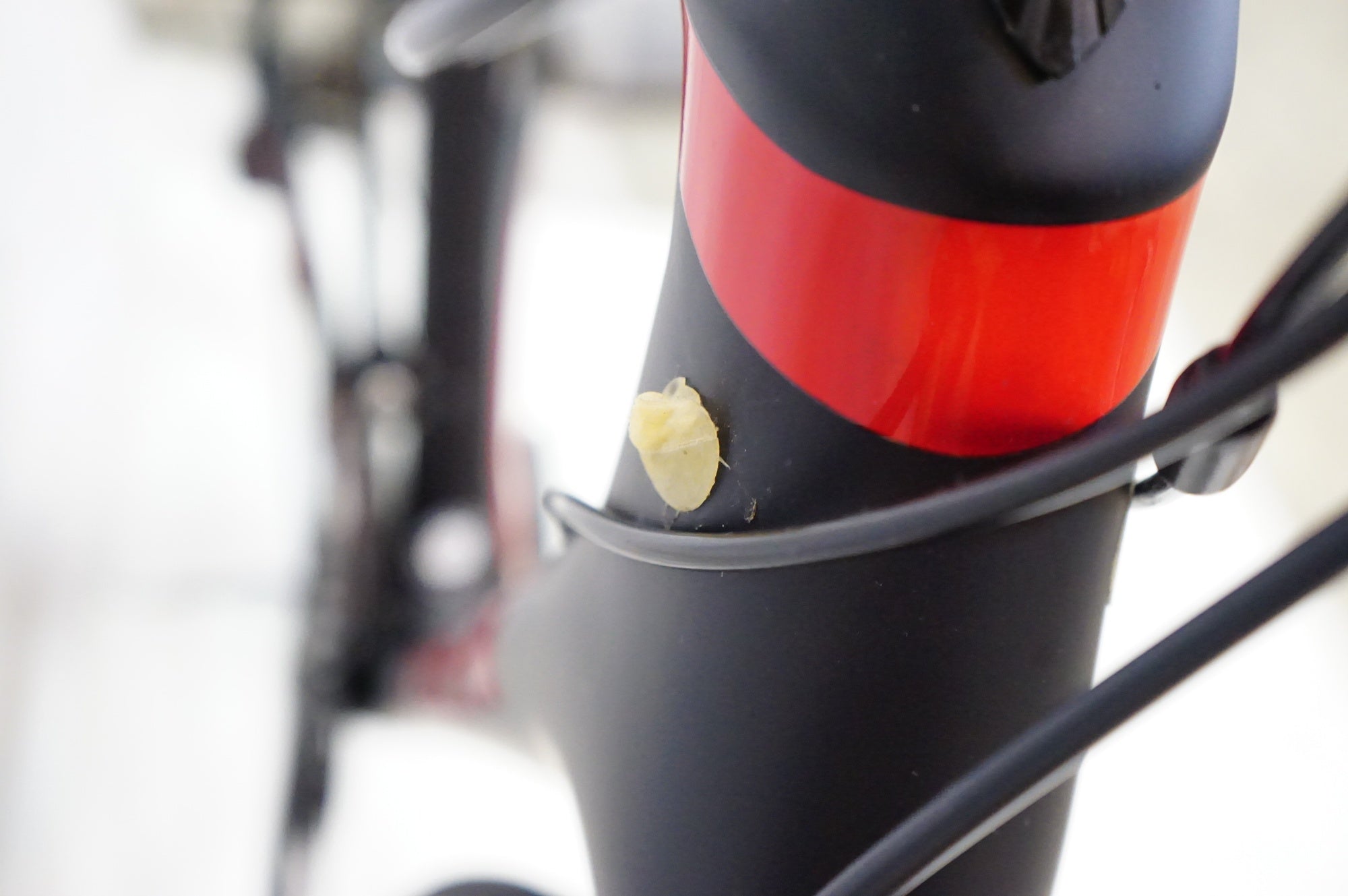 TREK 「トレック」 DOMANE SL 5 2019年モデル ロードバイク / 熊谷本店